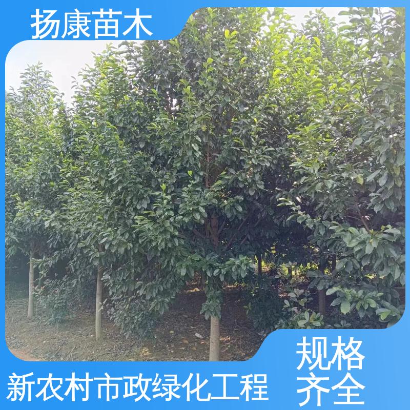 扬康苗木 基地供应 云 南乐 昌合笑 庭院小区绿化造景树 精致美丽 易成活
