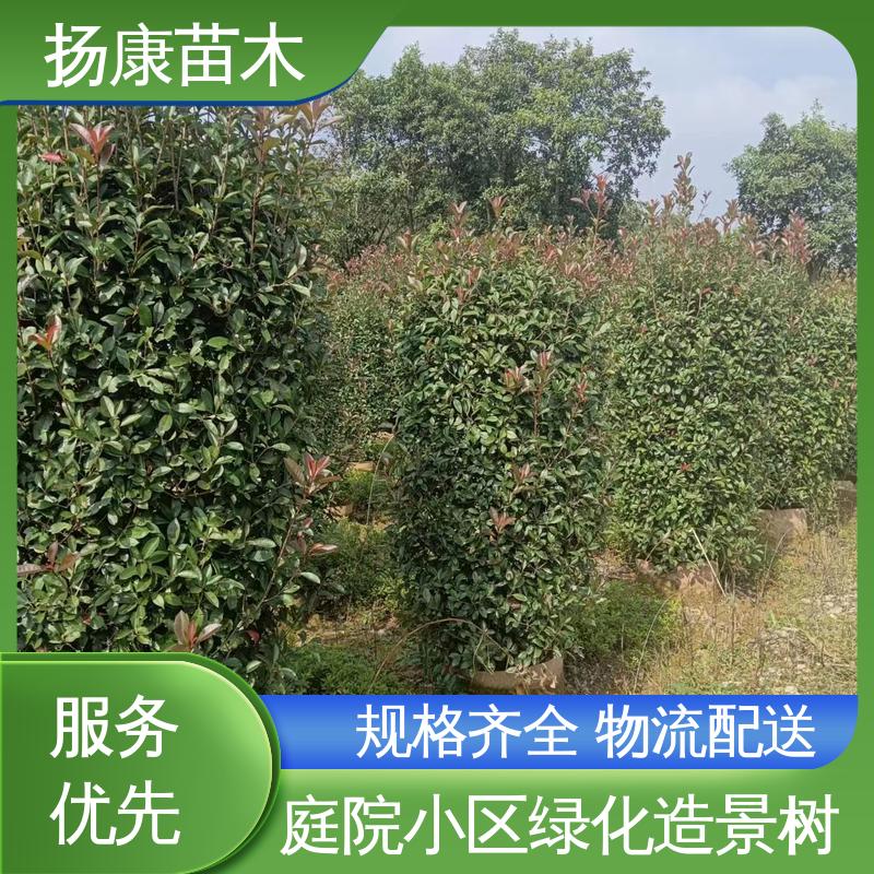 扬康苗木 红叶石楠球 绿化工程专用苗 造型优美 易成活