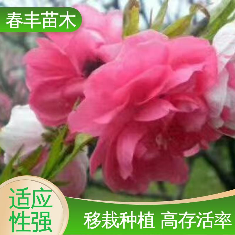 春丰苗木 基地供应 罩手桃6-8公分 包装好 成活率高