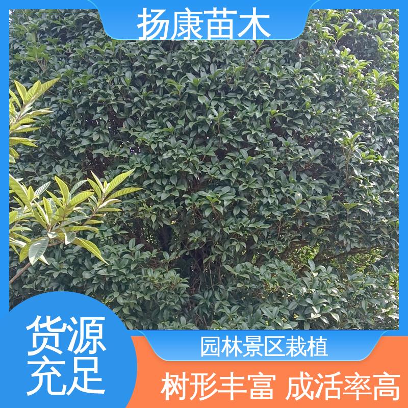 扬康苗木 浙 江乐 昌含笑 道路绿化行道苗 树形丰富 成活率高