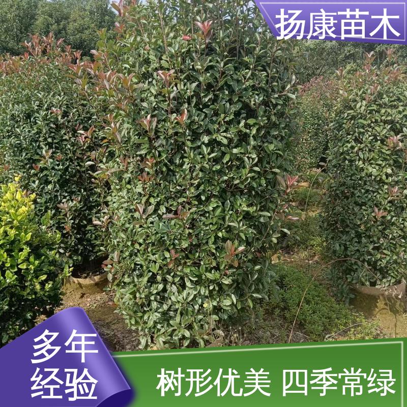 扬康苗木 红叶南栓 绿化工程行道树 树形丰富 成活率高