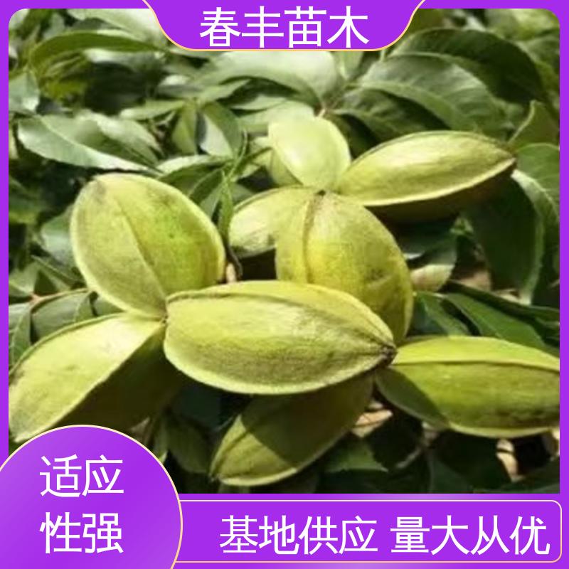 春丰苗木 美国山核桃实生苗2公分粗 果实含油量高 盆栽地栽 效果佳