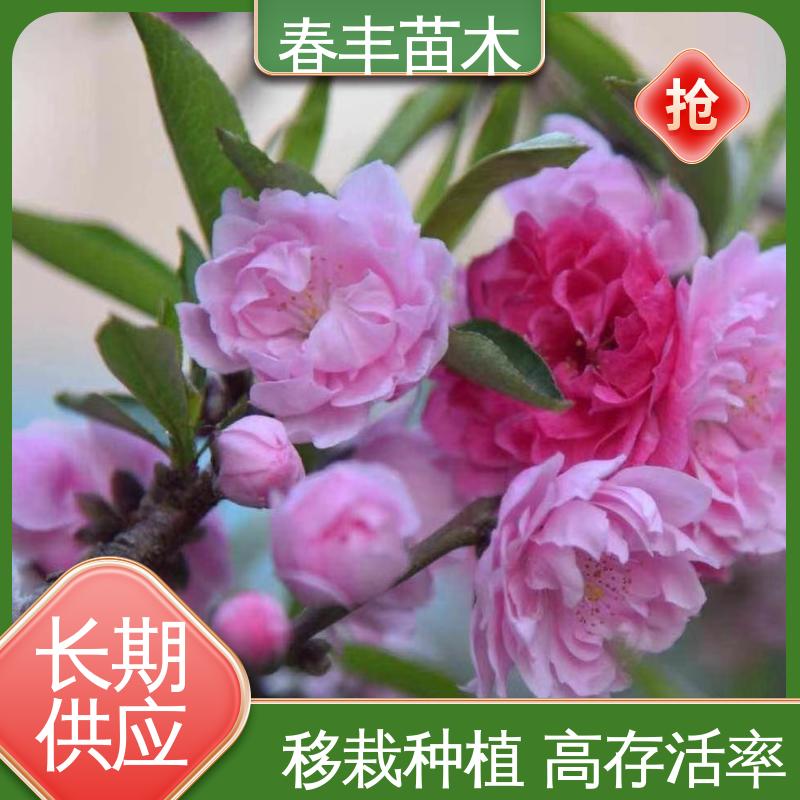 春丰苗木 基地供应 菊花桃30元打土球上车 成活率高 适应性强