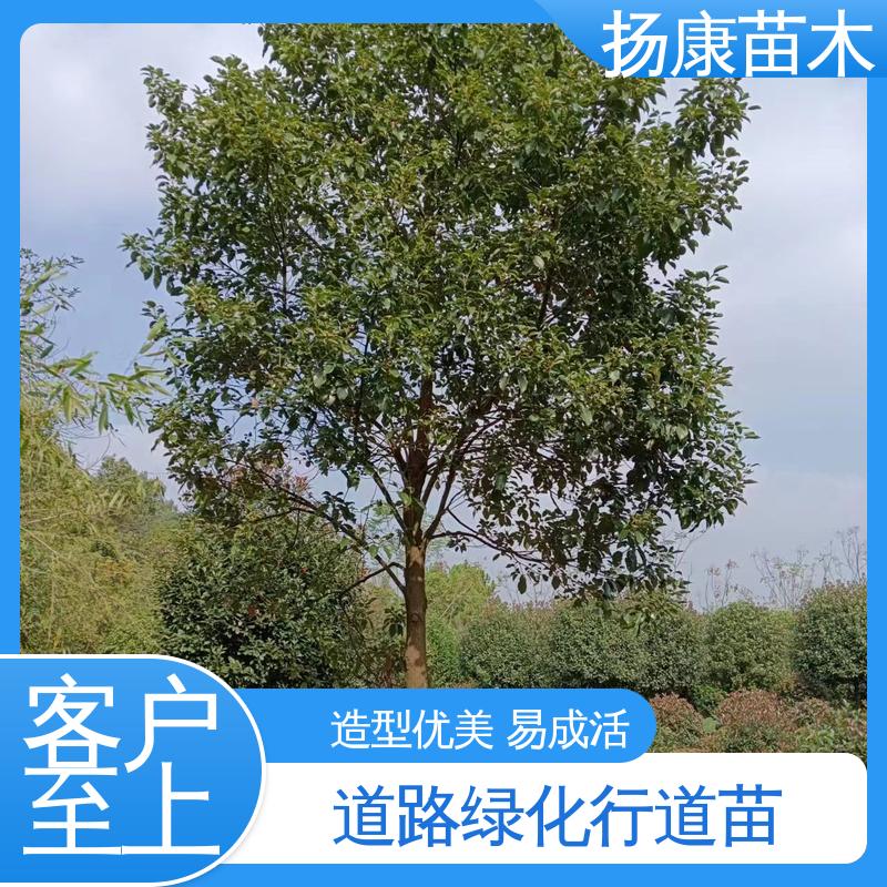 扬康苗木 12公分乐 昌含笑 园区道路绿化苗 高端大气美观
