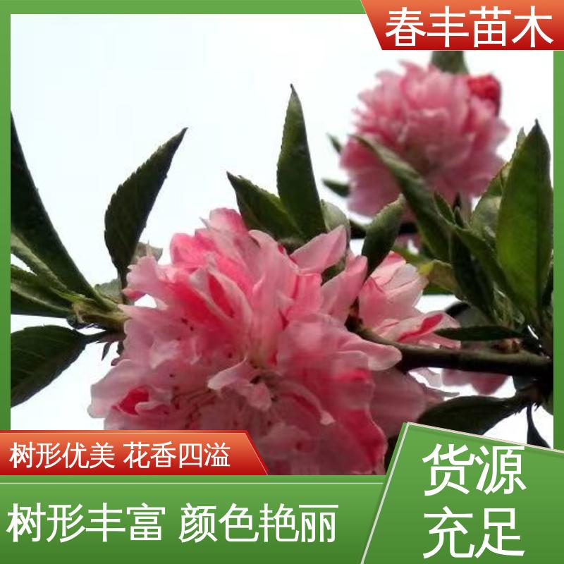 春丰苗木 观赏桃苗1米高 公园景区装饰绿植 花叶秀丽 易成活