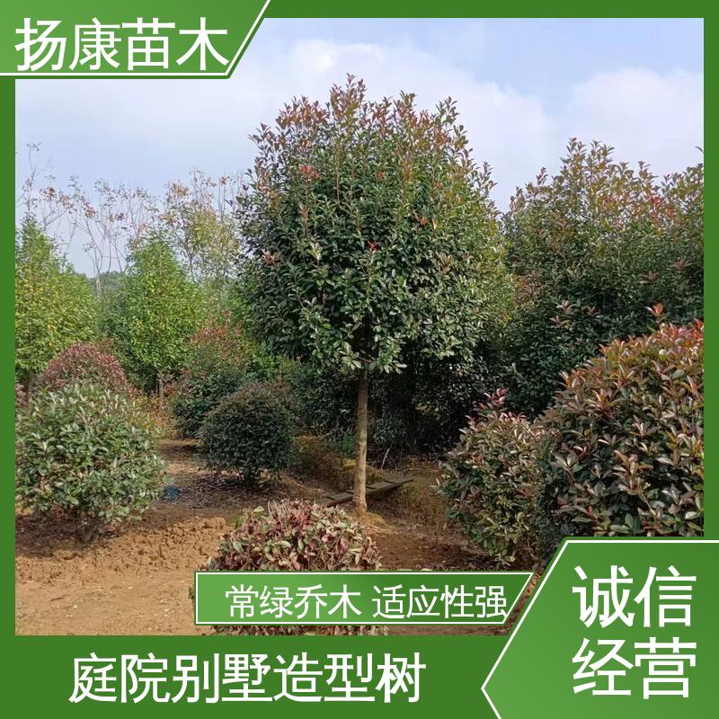 扬康苗木 纸石楠球 园林绿化专用树 高端大气美观