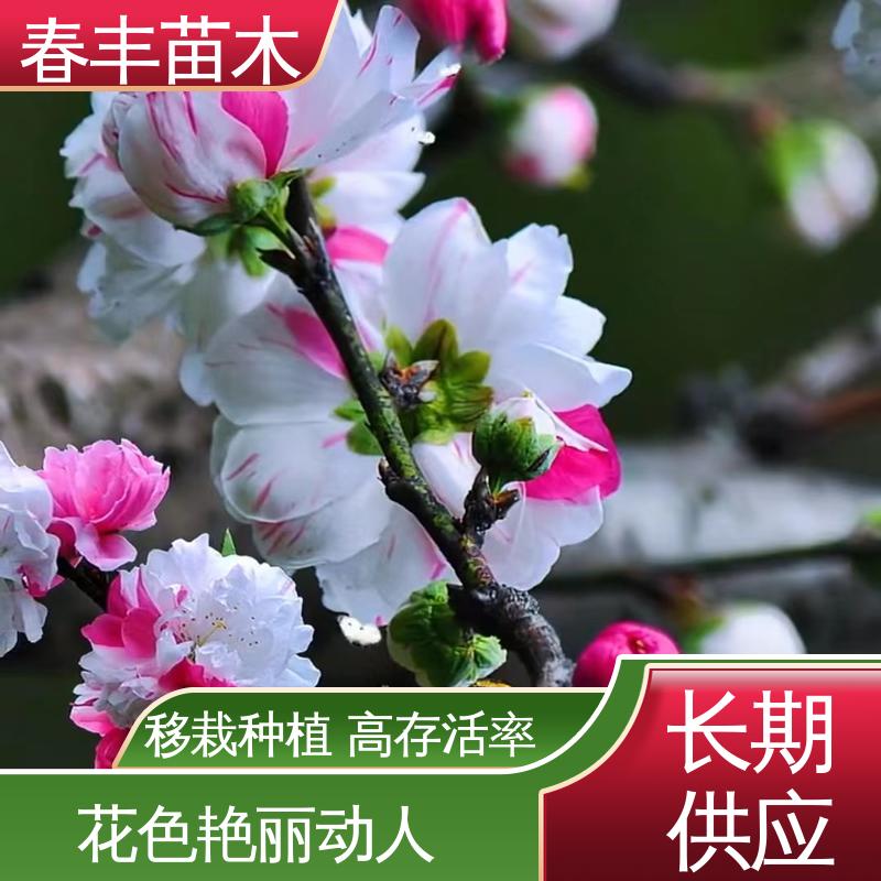 春丰苗木 基地现挖 簪粉碧桃5-9公分 花瓣多 花朵大 