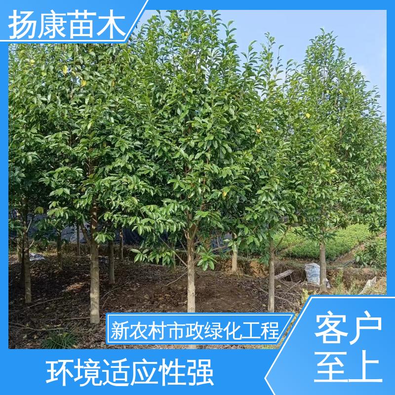 扬康苗木 浙 江乐 昌含笑 城市景观绿化树 精致美丽 易成活