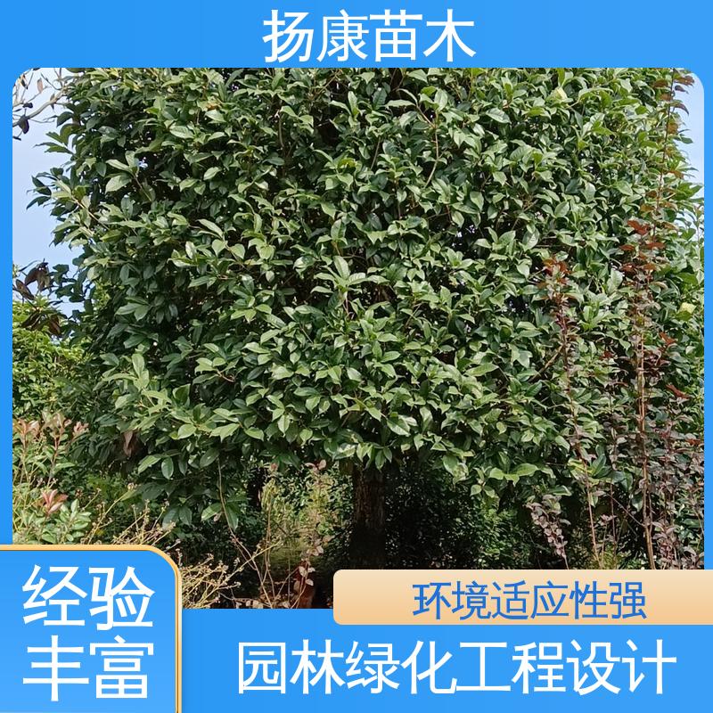 扬康苗木 乐 昌含笑批发 绿化工程专用苗 枝叶紧密 美丽多姿