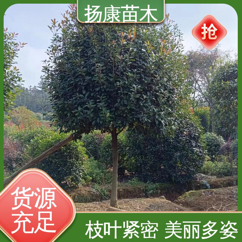 扬康苗木 纸石楠球 道路绿化行道苗 适用性强 规格齐全