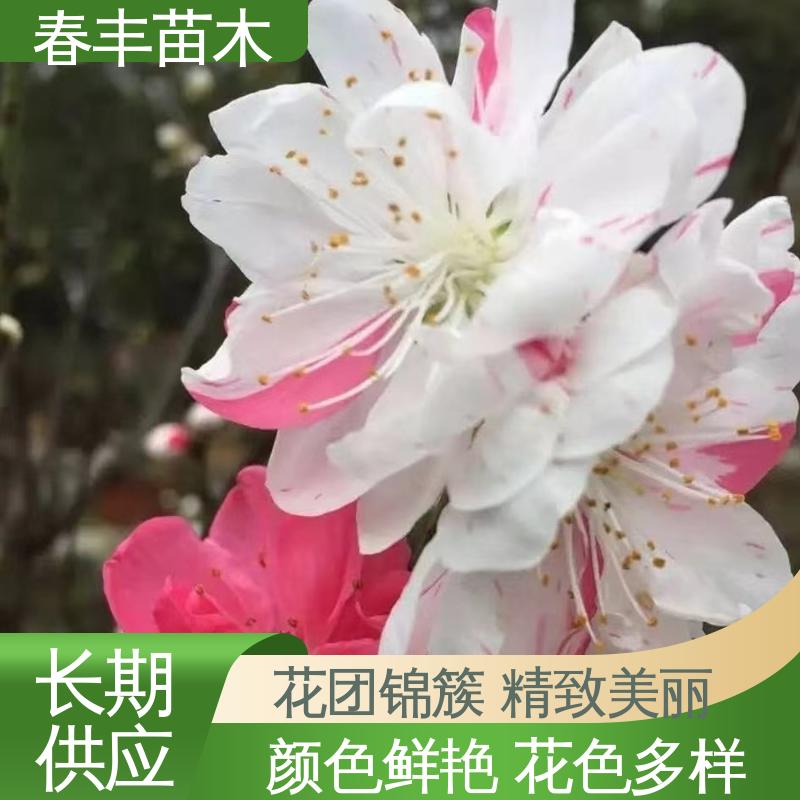 春丰苗木 基地现挖 垂枝桃6-8公分 花叶秀丽 易成活