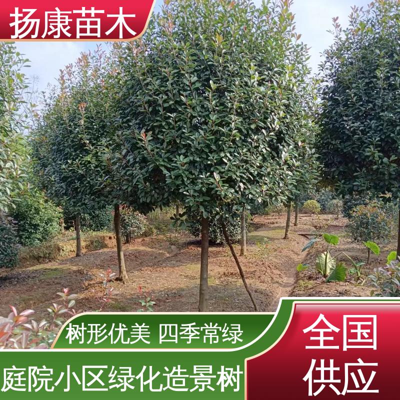 扬康苗木 红叶南栓 绿化工程行道树 精致美丽 易成活