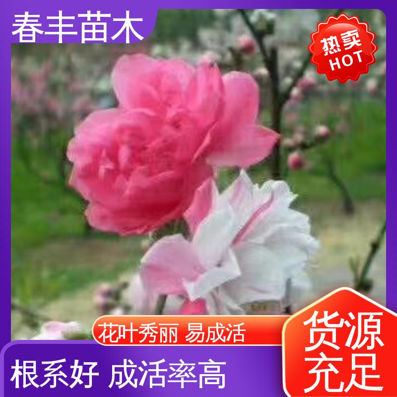春丰苗木 桃花树苗购买2公分 园林庭院造景植物 花瓣多 花朵大 效果佳
