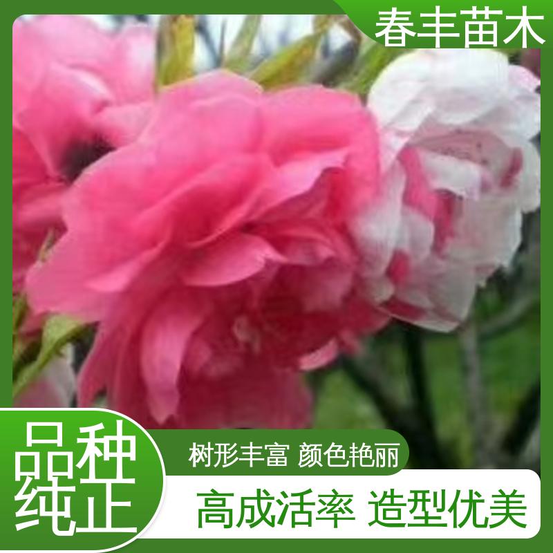 春丰苗木 基地供应 招手桃 8-10公分 包装好 成活率高