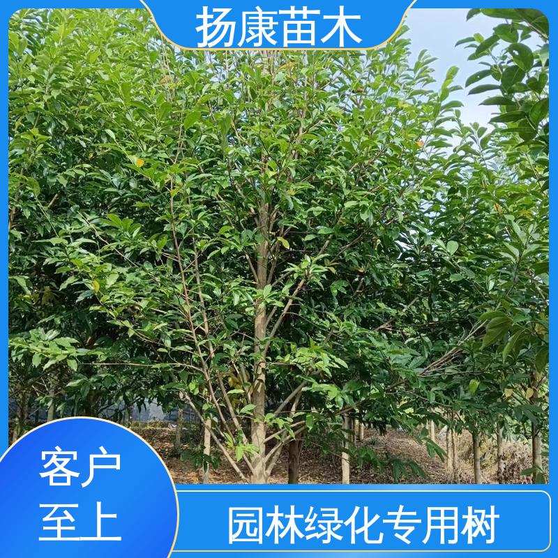 扬康苗木 15公分平 昌含笑 园林绿化工程设计 高端大气美观