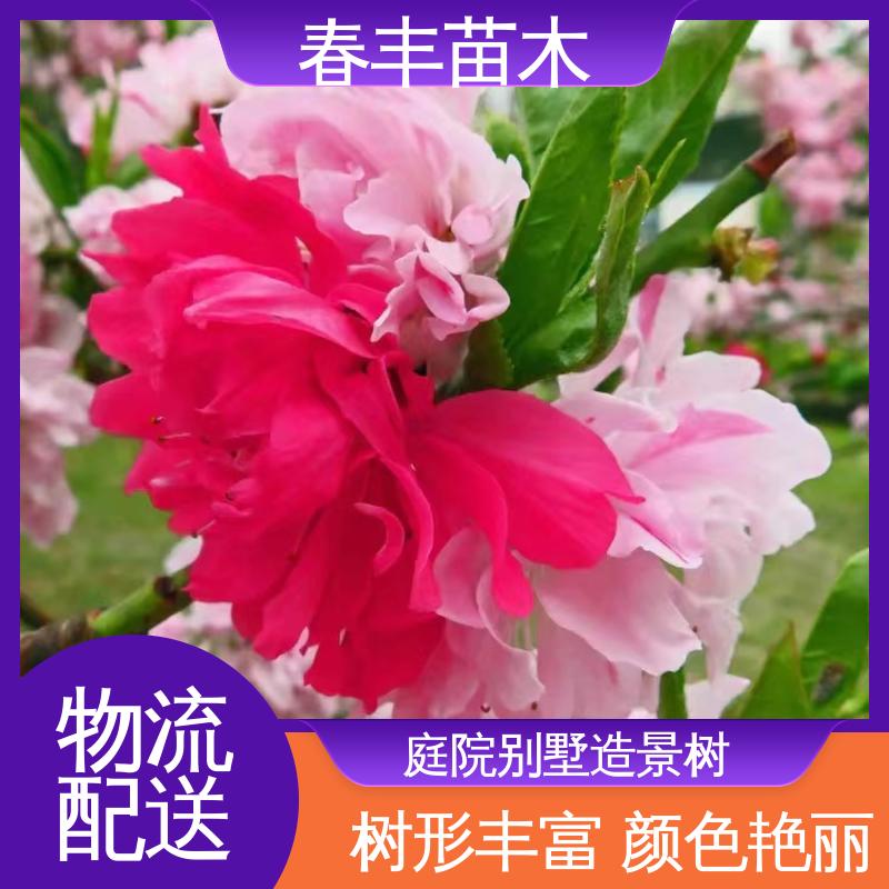 春丰苗木 观赏桃树3元一株 工程绿化 美化环境 花色艳丽动人