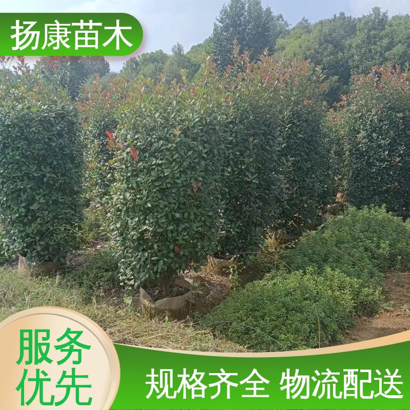 扬康苗木 基地供应 红叶南栓 庭院小区绿化造景树 树形丰富 成活率高