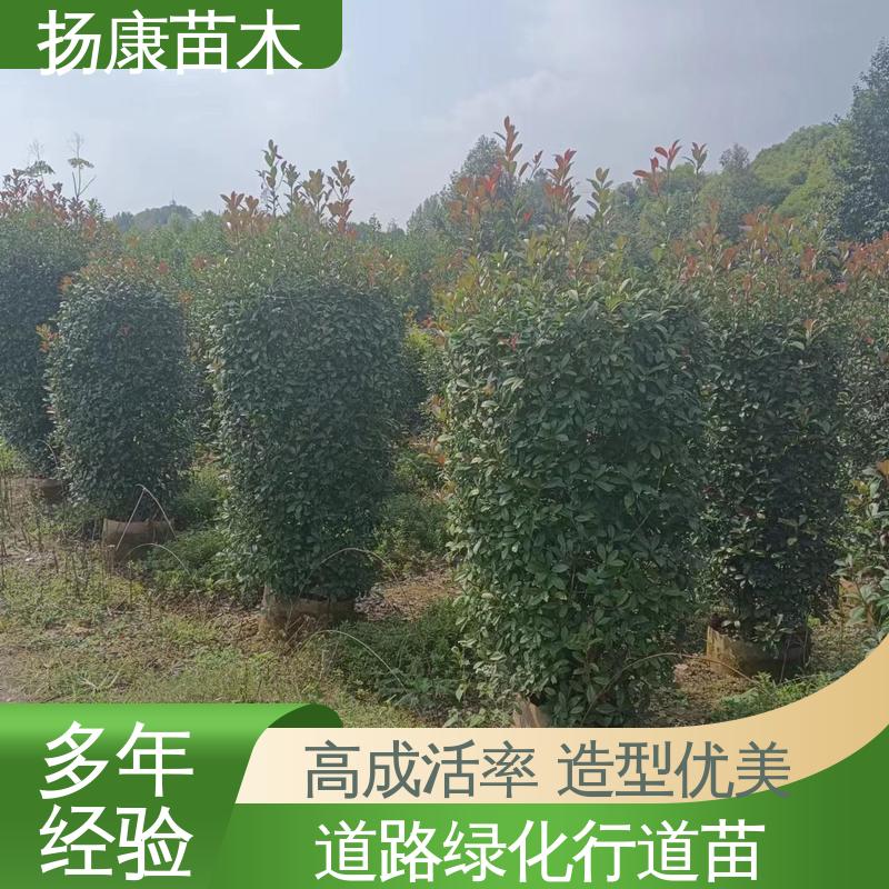 扬康苗木 红叶石楠 园林庭院造景植物 环境适应性强
