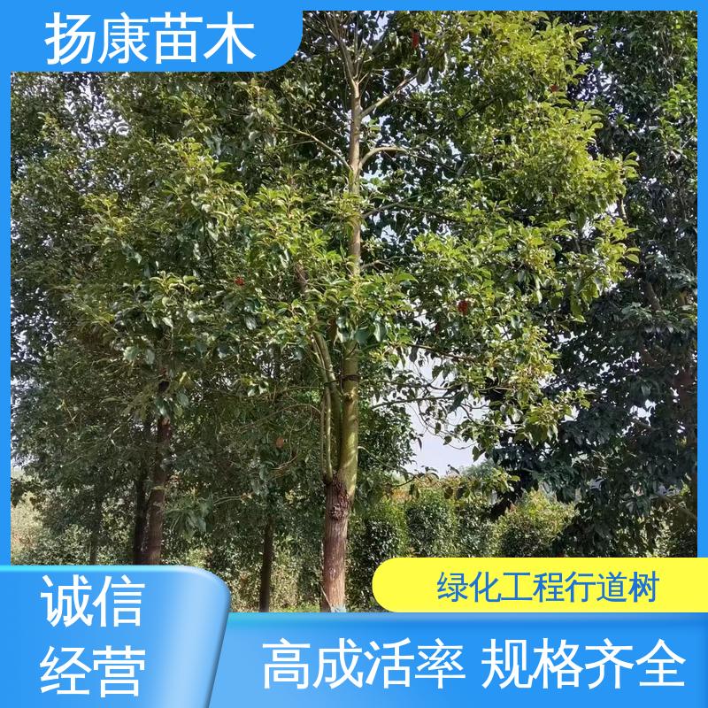 扬康苗木 乐 昌含笑批发 园区道路绿化苗 高成活率 规格齐全