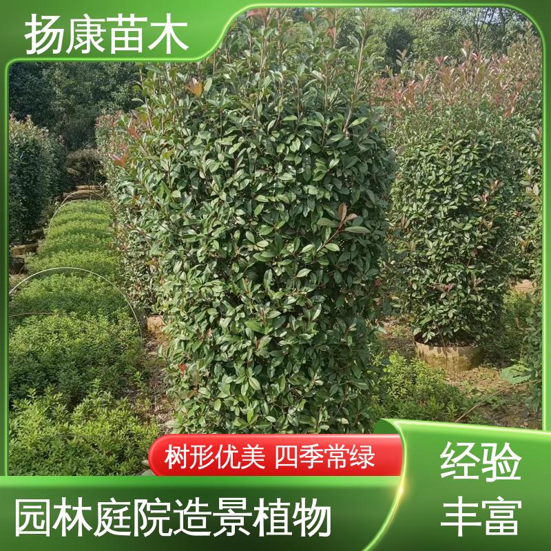 扬康苗木 红叶石楠树 园区道路绿化苗 精致美丽 易成活