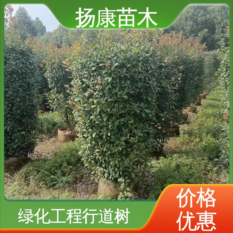 扬康苗木 基地供应 纸石楠球 绿化工程改造苗 精致美丽 易成活