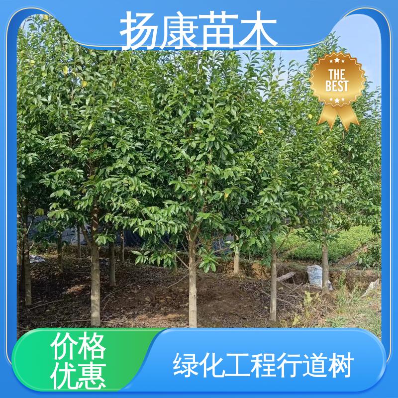 扬康苗木 基地供应 18公分乐 昌含笑 园区道路绿化苗 高端大气美观