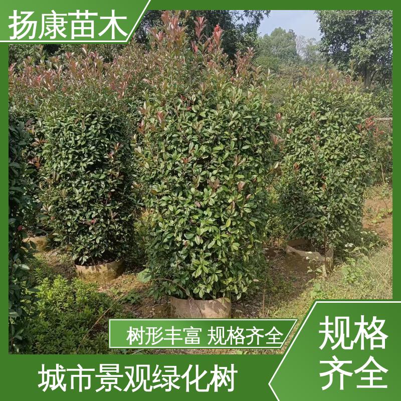 扬康苗木 基地供应 纸石楠球 城市景观绿化树 观赏价值高
