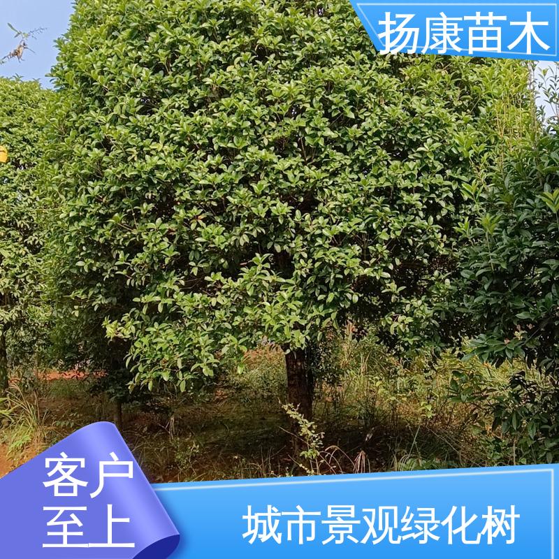 扬康苗木 基地供应 精品乐 昌含笑 绿化工程专用苗 枝叶紧密 美丽多姿
