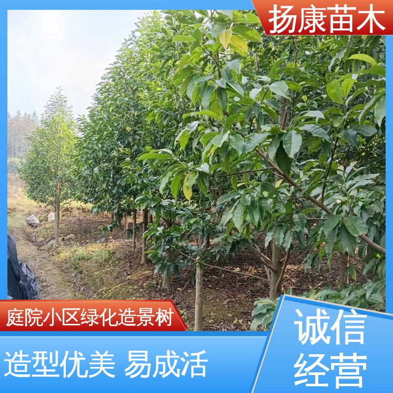 扬康苗木 基地供应 12公分乐 昌含笑 绿化工程行道树 环境适应性强