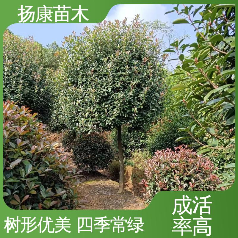 扬康苗木 红叶南栓 园林绿化专用树 观赏价值高
