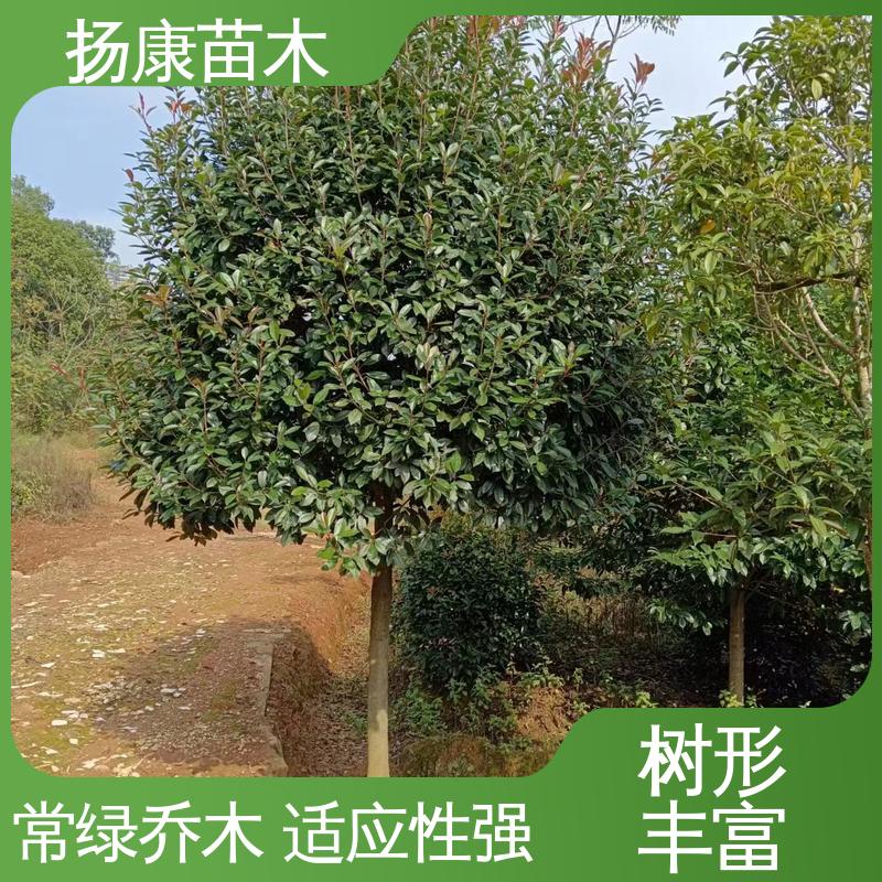 扬康苗木 基地供应 红叶南栓 园林绿化专用树 环境适应性强