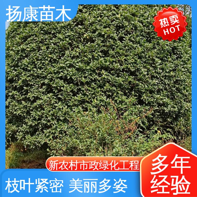扬康苗木 乐 昌含笑苗 园林绿化工程设计 观赏价值高