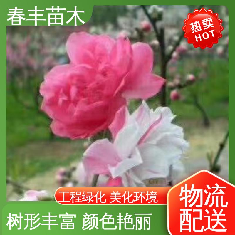 春丰苗木 桃花树幼苗生产 绿化工程行道树 成活率高 适应性强