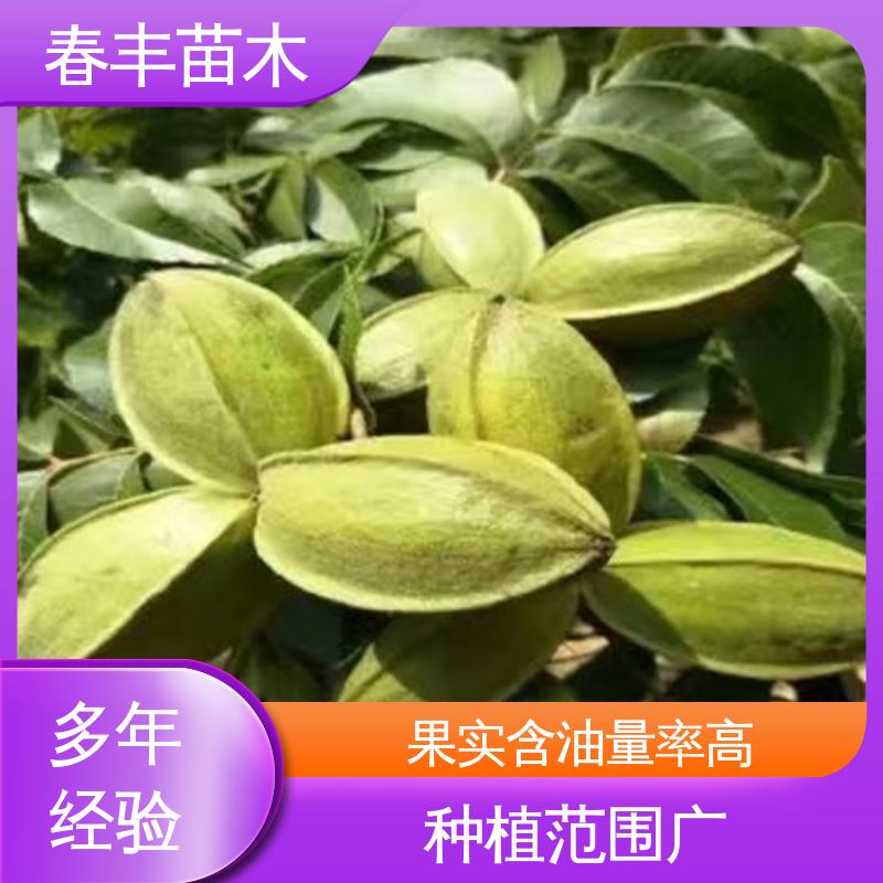 春丰苗木 美国山核桃树苗2元批零销售 品种纯正 根系发达 耐水湿
