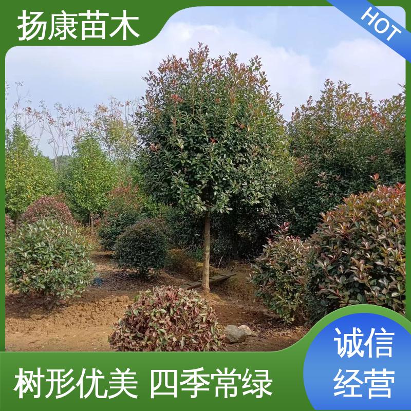扬康苗木 基地供应 红叶石楠树 绿化工程改造苗 枝叶紧密 美丽多姿