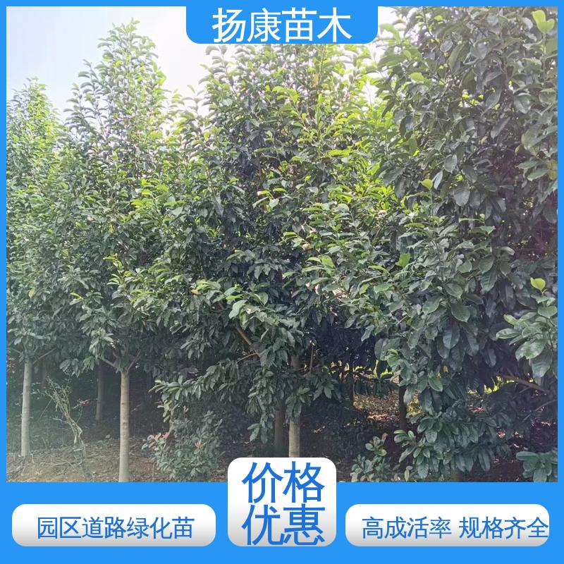 扬康苗木 基地供应 乐 昌含笑 道路绿化行道苗 高成活率 规格齐全
