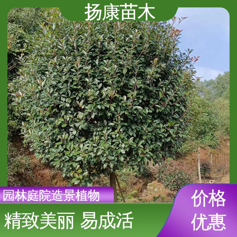 扬康苗木 红叶石楠球 园林绿化专用树 精致美丽 易成活