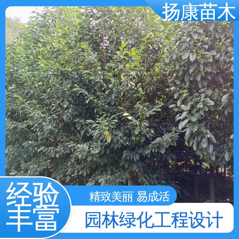 扬康苗木 湖 南 乐 昌含笑 绿化工程行道树 造型优美 易成活