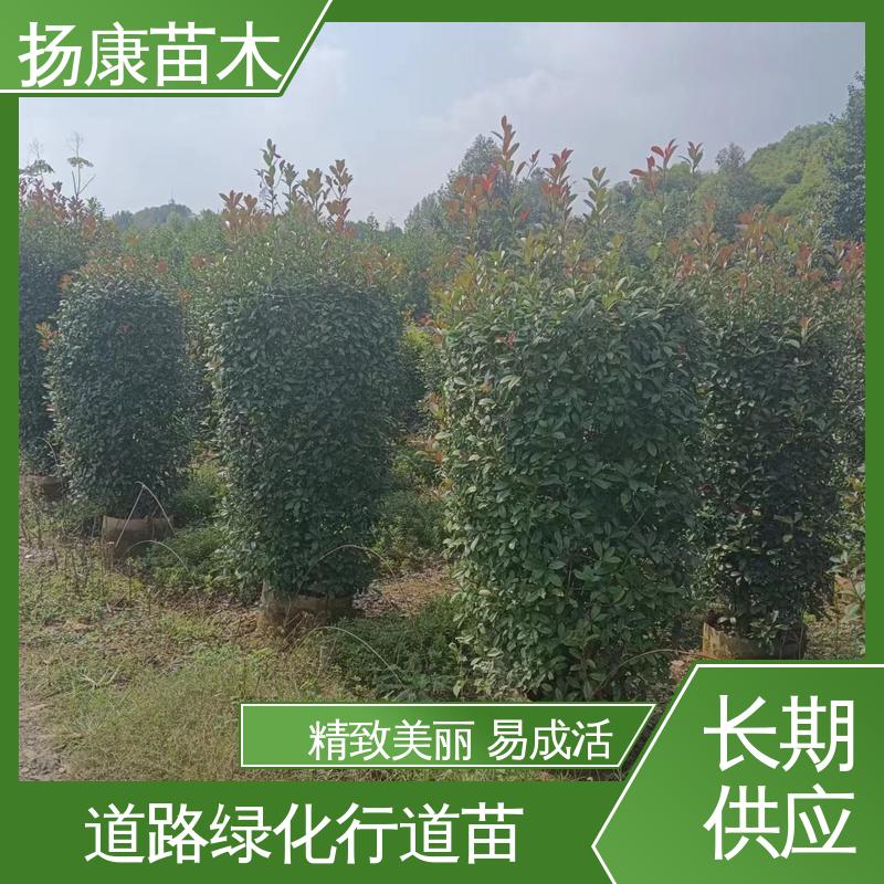 扬康苗木 红叶石楠树 园区道路绿化苗 高端大气美观