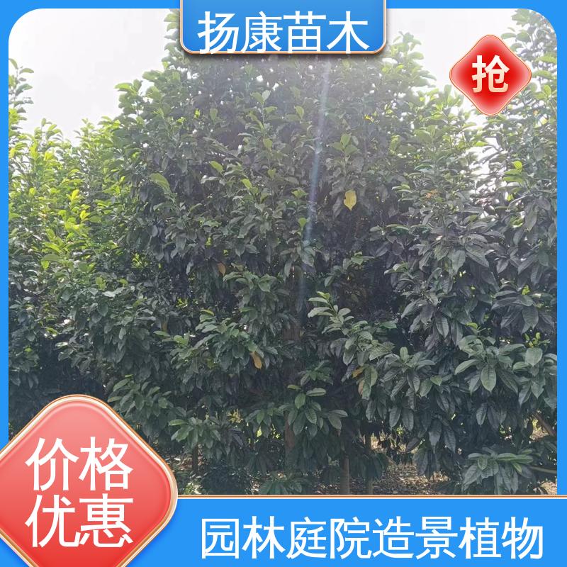 扬康苗木 四 川乐 昌含笑 绿化工程专用苗 精致美丽 易成活