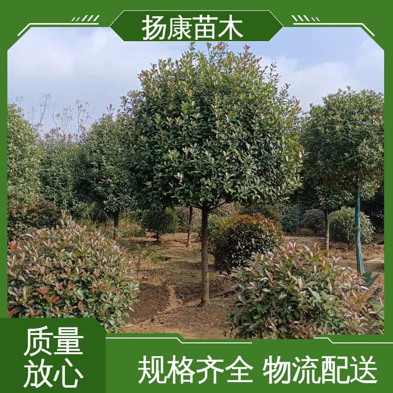扬康苗木 基地供应 红叶石楠树 道路绿化行道苗 精致美丽 易成活