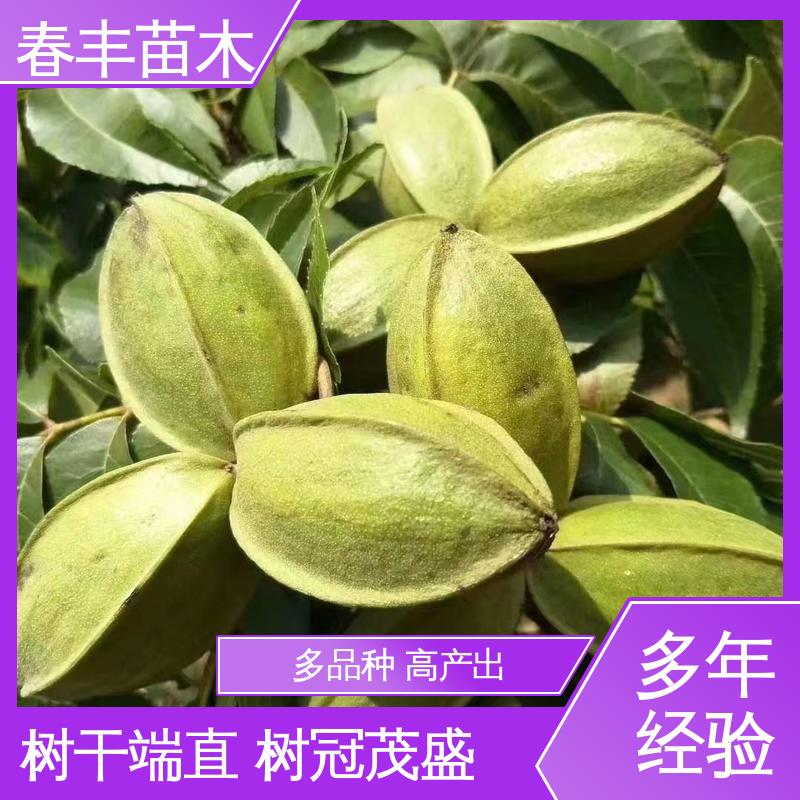 春丰苗木 碧根果树苗1-3年 品种纯正 高成活率 货源充足