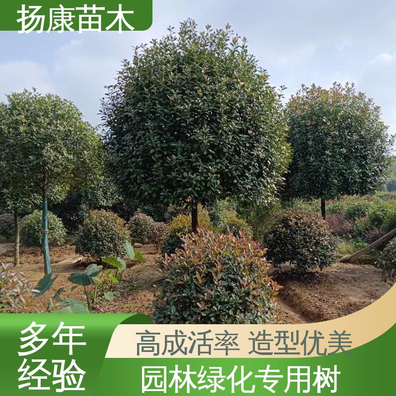 扬康苗木 基地供应 小楠 绿化工程改造苗 造型优美 易成活