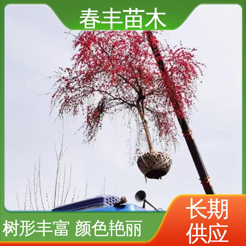 春丰苗木 找桃树苗3元一株 树形丰富 花香四溢 成活率高 适应性强