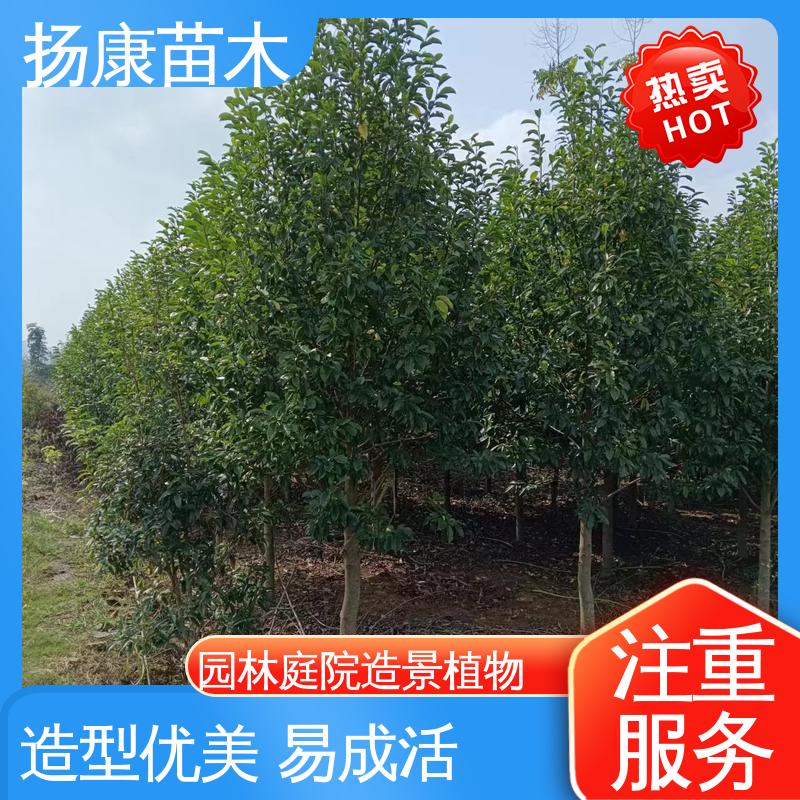 扬康苗木 基地供应 18公分乐 昌含笑 园区道路绿化苗 适用性强 规格齐全