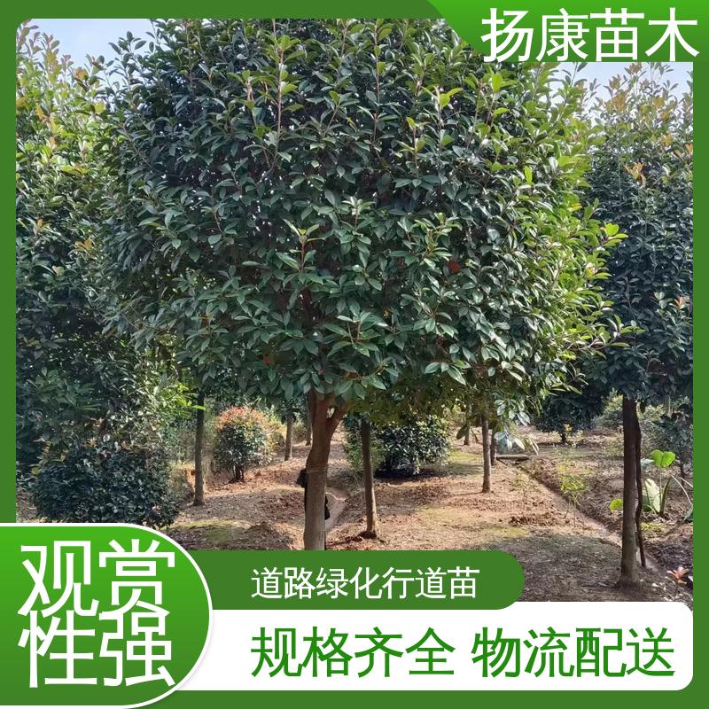 扬康苗木 纸石楠球 城市景观绿化树 精致美丽 易成活