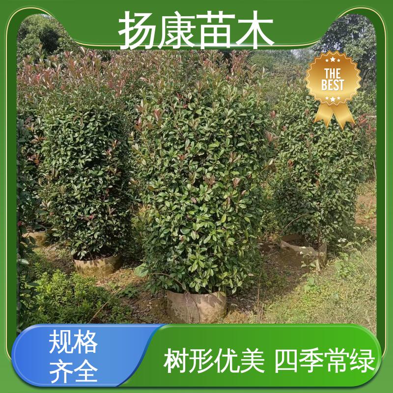 扬康苗木 纸石楠球 园林景区栽植 造型优美 易成活