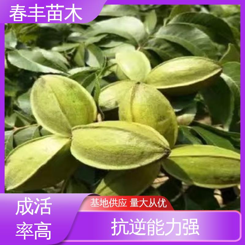 碧根果树苗 3元批发 碧根果树苗价格 碧根果树苗子 碧根果树苗木嫁接