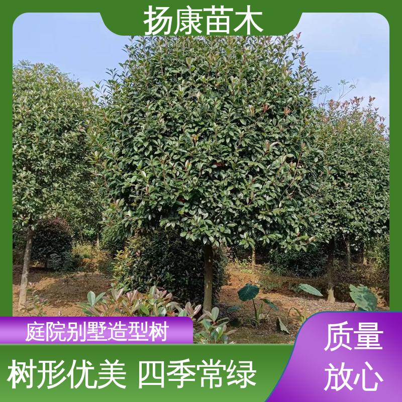 扬康苗木 基地供应 红叶南栓 城市景观绿化树 高端大气美观