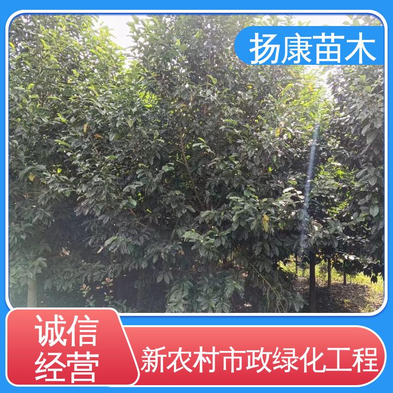 扬康苗木 基地供应 浙 江乐 昌含笑 园林庭院造景植物 适用性强 规格齐全